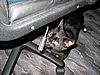 Schwarzer Kater auf schwarzem Grund