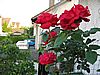 Dieses Jahr sind die Rosen pr&auml;chtig!
