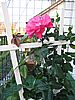 Die neue Duftrose aus Steinfurth