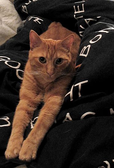 Migo auf dem Bett