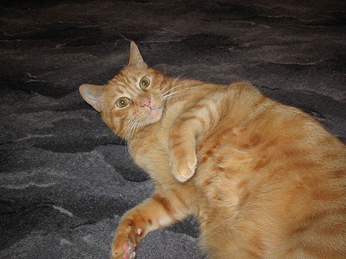 Kuschelbauch