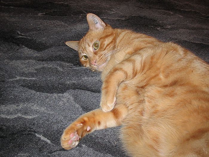 Mehr Kuschelbauch