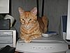 Compucat :-)