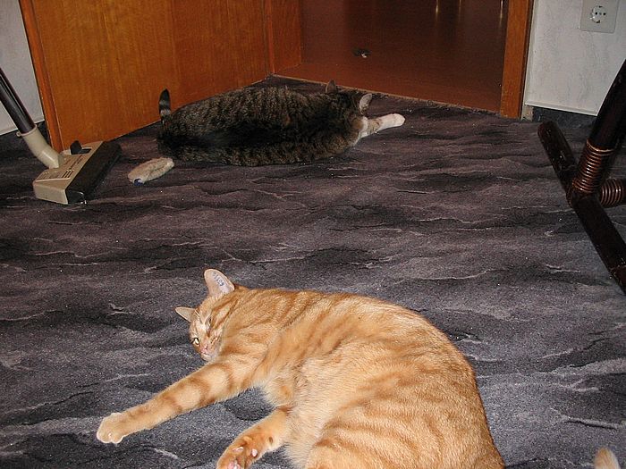Zwei Katzen beim Schlafen