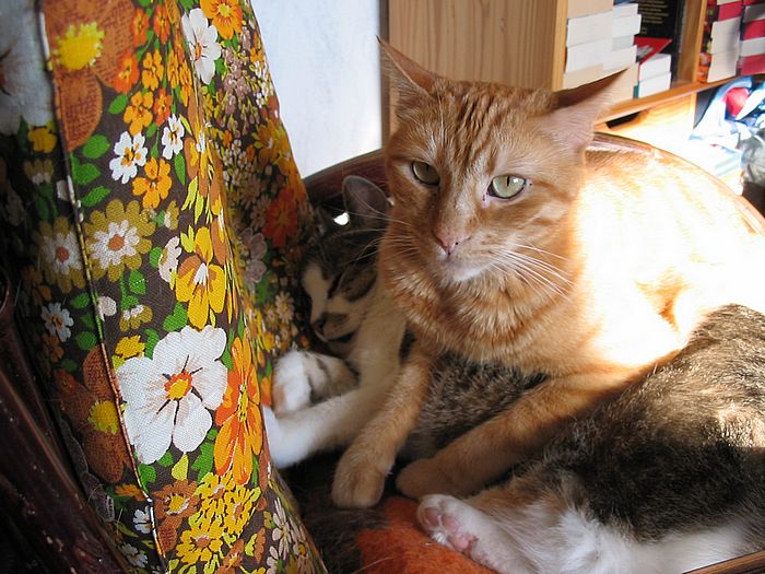 Loulou und Amigo &uuml;bereinander