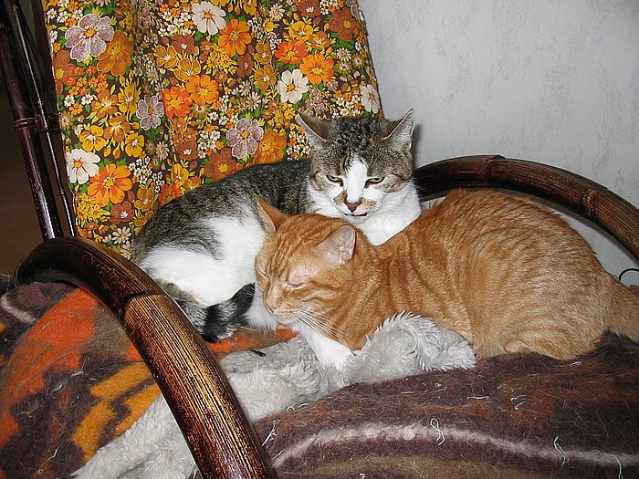 Loulou und Amigo kuscheln