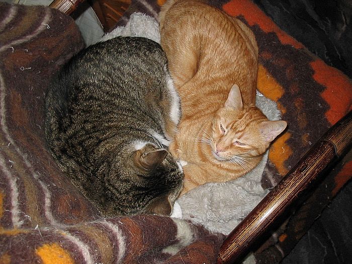 Loulou und Amigo kuscheln