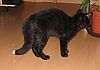 Und dann haben die doch tats&auml;chlich 'ne fremde Katze in mein Revier gebracht!