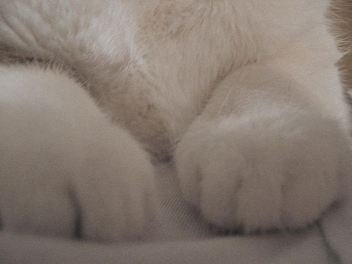Loulous Pfoten