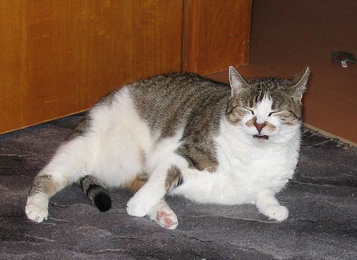 Loulou verzieht das Gesicht