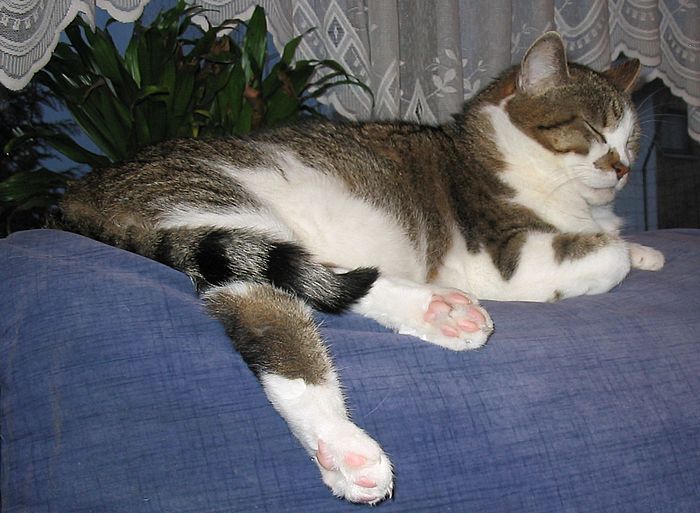 Loulou auf der Couch