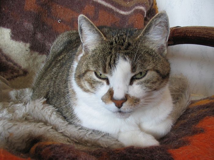 Loulou schaut