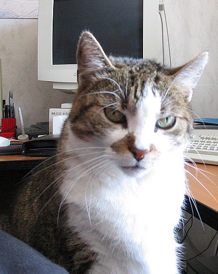 Loulou schaut b&ouml;se