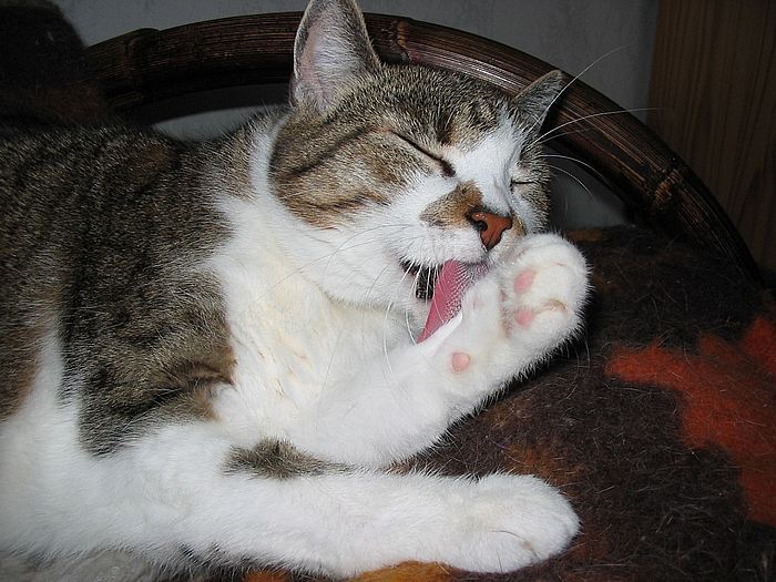 Loulou schleckt die Pfote