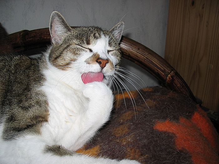Loulou putzt die Pfote