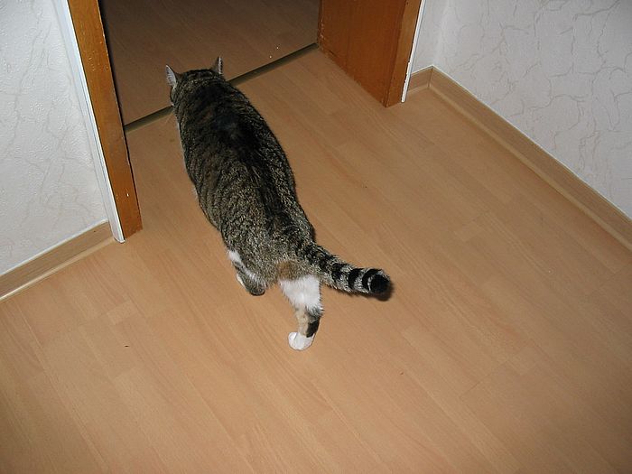 Loulou l&auml;uft in die K&uuml;che