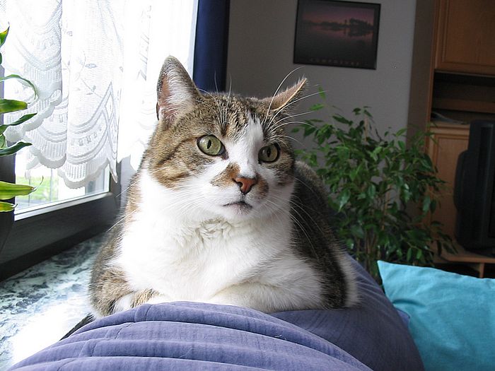 Loulou auf der Couch
