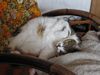 Mein Kuschelbauch ist der Sch&ouml;nste!