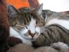 Kuscheln am Abend, erquickend und labend...