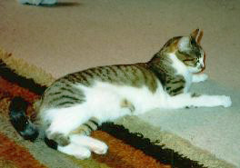 Loulou langgetsreckt auf dem Teppich - 1994