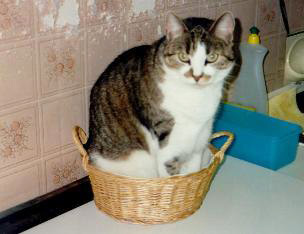Loulou im zu kleinen Körbchen - 1996