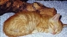 Migo w�hrend seiner Zeit in der Katzennothilfe Frankfurt