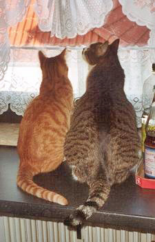 Migo und Loulou gemeinsam am Fenster