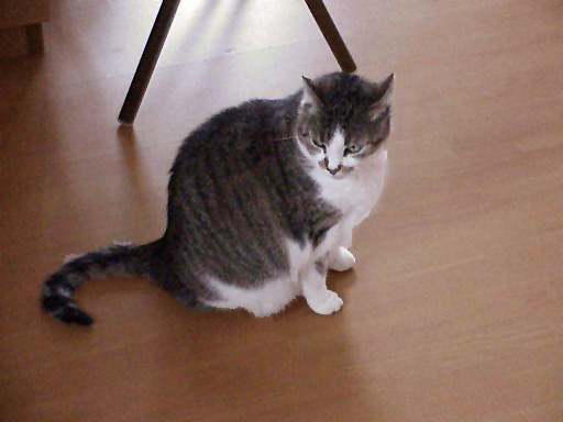 Unsere Seniorin Loulou
