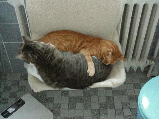 Migo und Loulou gemeinsam in der Liege