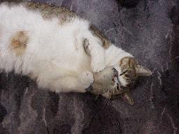 Loulou beim Spielen mit der Maus