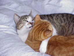 Loulou und Migo schmusen