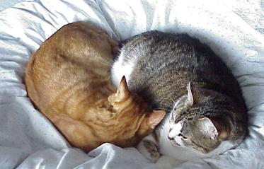 Loulou und Migo friedlich vereint