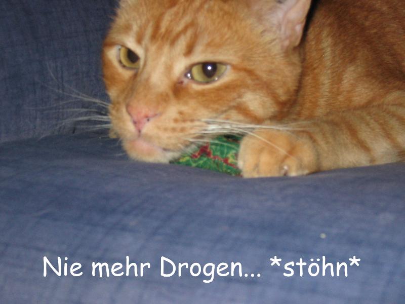 Migo ist platt