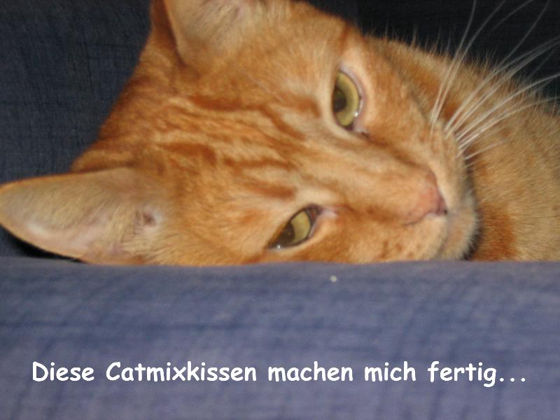 Migo hat Catmixkissen genossen